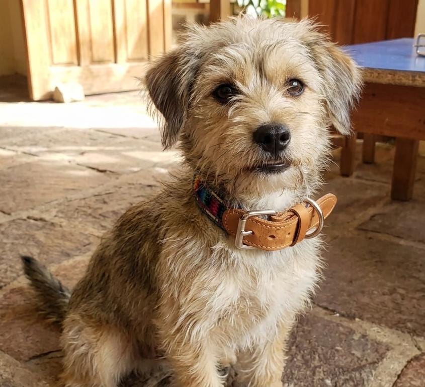 Authentic Handmade Leather and Textile DOG Collar, Colorful Woven PET Collar